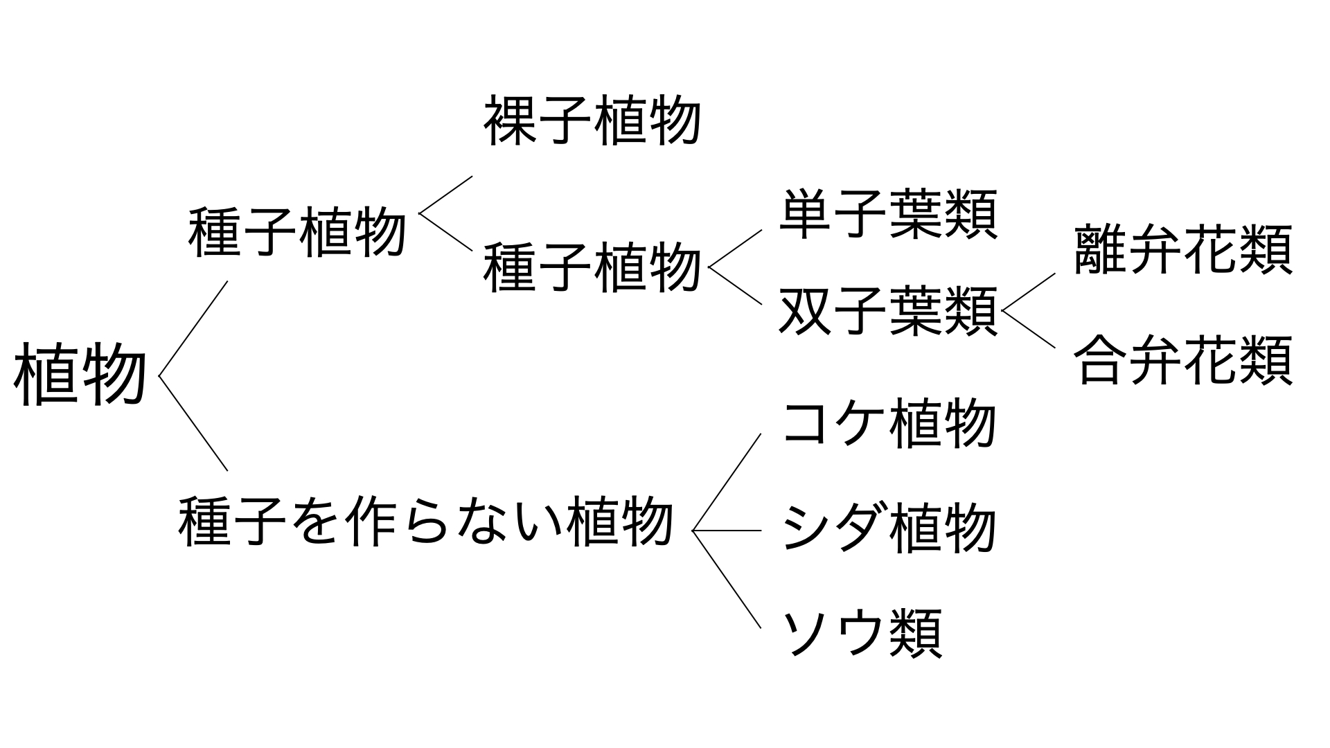 中1理科 植物の世界 植物の分類 の重要ポイントをピックアップし 勉強方法を紹介 札幌市 西区 塾 学習塾 個別指導塾 マナビバ