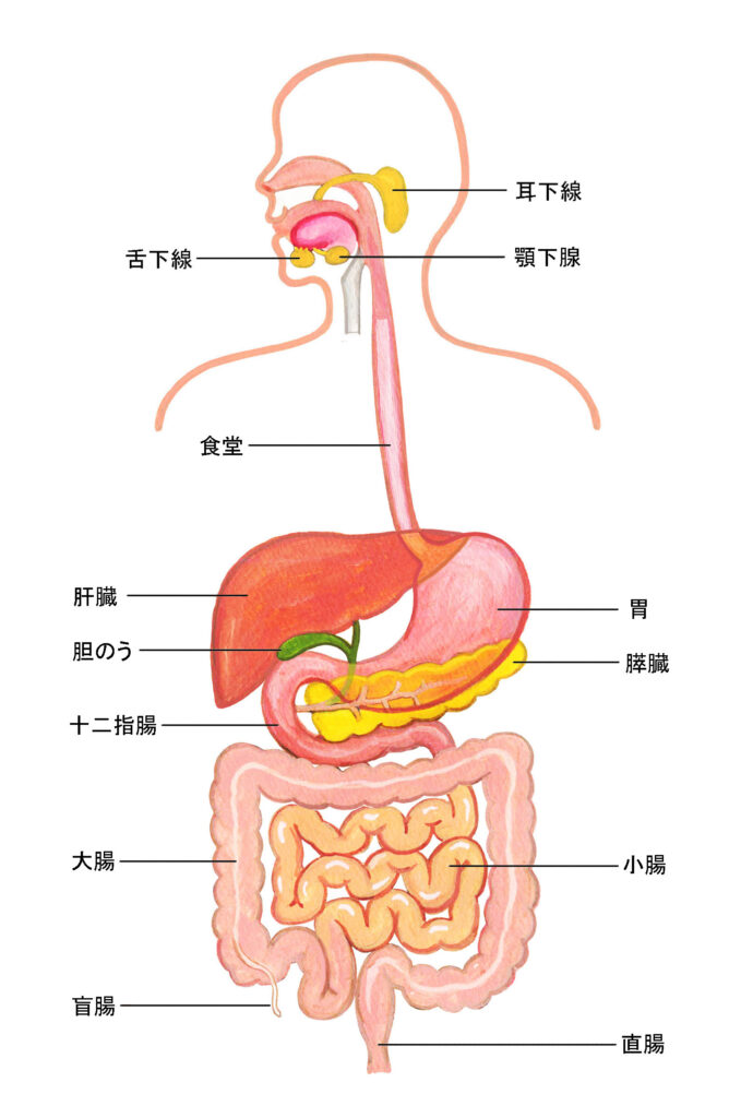 中2理科 血液の循環 と 消化と吸収 の重要ポイントをピックアップし 勉強方法を紹介 札幌市 西区 塾 学習塾 札幌の個別指導塾 マナビバ