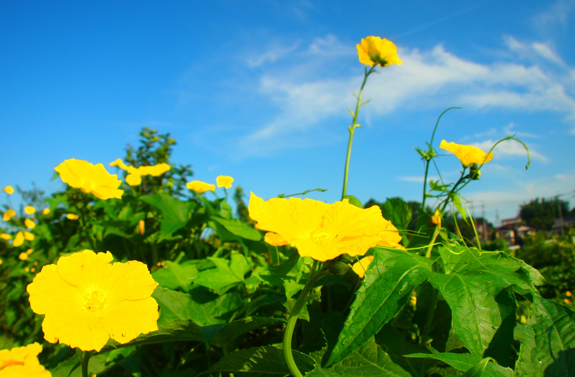 中1理科 植物の世界 花のつくり の重要ポイントをピックアップし 勉強方法を紹介 札幌市 西区 琴似 発寒 塾 学習塾 個別指導塾 マナビバ