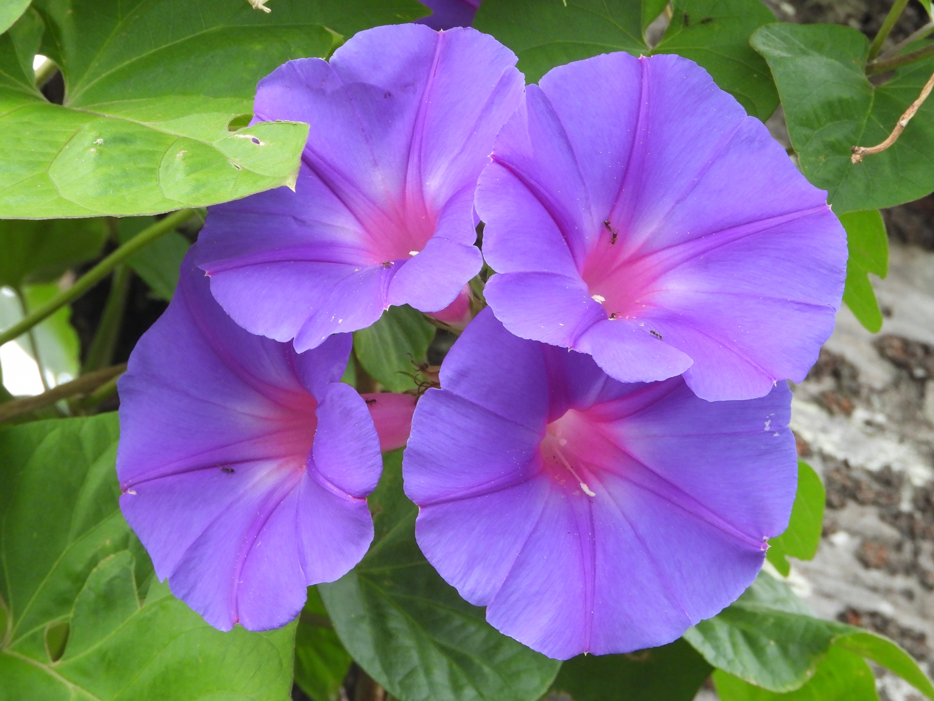 中1理科 植物の世界 花のつくり の重要ポイントをピックアップし 勉強方法を紹介 札幌市 西区 白石区 塾 学習塾 個別指導塾 マナビバ