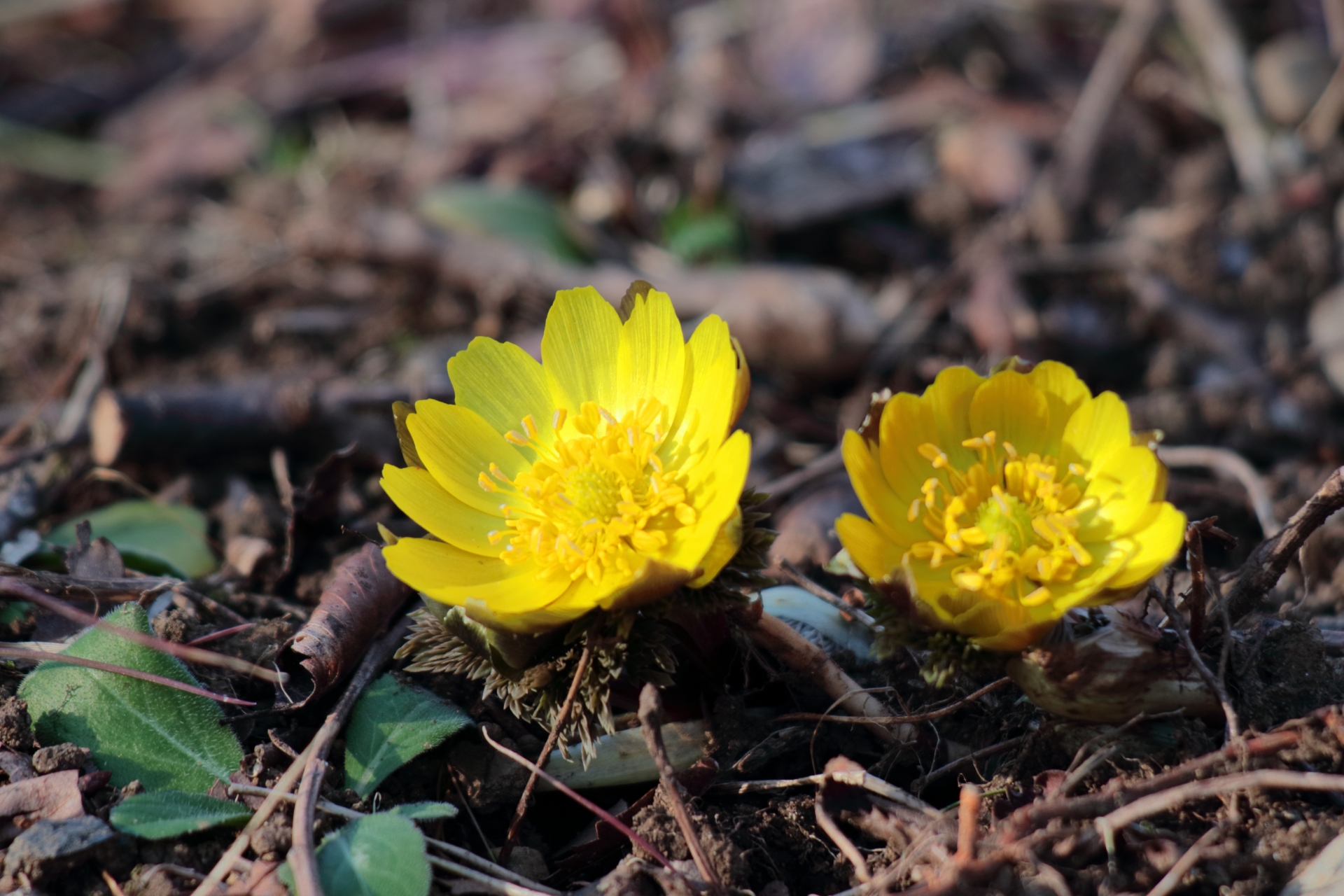 中1理科 植物の世界 花のつくり の重要ポイントをピックアップし 勉強方法を紹介 札幌市 西区 白石区 塾 学習塾 個別指導塾 マナビバ