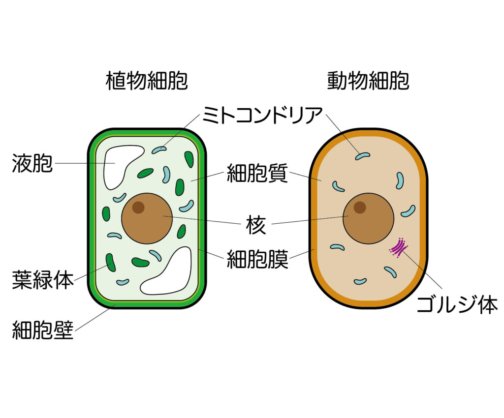 中2理科 細胞のつくり と 刺激と反応 の重要ポイントをピックアップし 勉強方法を紹介 札幌市 西区 琴似 発寒 塾 学習塾 個別指導塾 マナビバ